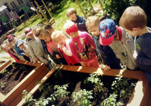 Przedszkolaki podziwiają jak szybko rosną warzywa.